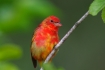 One;Piranga-rubra;Summer-Tanager;Tanager;avifauna;bird;birds;color-image;color-p